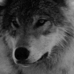 wolf-looking-around.gif 150x150