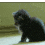 Cat Wasted gif