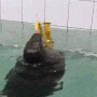 A Seal of approval gif A Seal of approval avatar