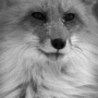Black and White Fox gif Black and White Fox avatar