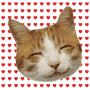 Cat gif Cat avatar