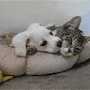 Cat and Dog gif Cat and Dog avatar