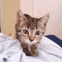 Cat attack gif Cat attack avatar