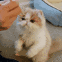 Cat feeding gif Cat feeding avatar