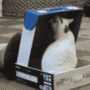 Cat in a box gif Cat in a box avatar