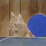 Cat-Pong gif Cat-Pong avatar