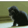 Cat Wasted gif Cat Wasted avatar
