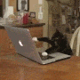 Cattypo gif Cattypo avatar