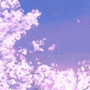 Cherry Blossom gif Cherry Blossom avatar