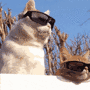 Cool cats gif Cool cats avatar