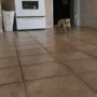 Cool dog gif Cool dog avatar