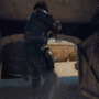Counter Strike explosion gif Counter Strike explosion avatar