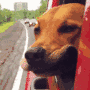 Dog in car gif Dog in car avatar