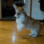 Excited dog gif Excited dog avatar