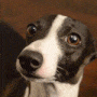 greyhound gif greyhound avatar