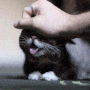 Happy cat gif Happy cat avatar
