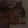 Heidy squirrel gif Heidy squirrel avatar