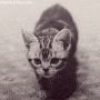 Kitten Guepard gif Kitten Guepard avatar