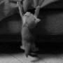 Kitten hanging from bed gif Kitten hanging from bed avatar