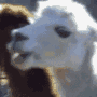 Lama gif Lama avatar