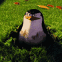 Madagascar penguin gif Madagascar penguin avatar