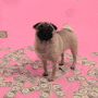 Money Pug gif Money Pug avatar