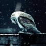 Owl in snow gif Owl in snow avatar