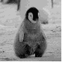 Penguin gif Penguin avatar