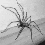 Spider gif Spider avatar