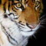 Tiger gif Tiger avatar