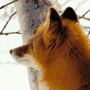 Winter Fox gif Winter Fox avatar