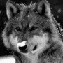 Wolf gif Wolf avatar
