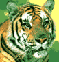 Tiger gif Tiger avatar